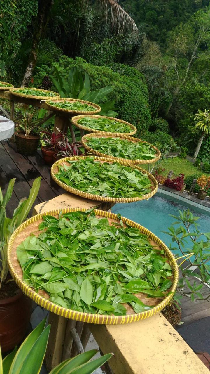 Dwan Tea Mountain Side Bed and Breakfast Desa Desa Jatiluwih Exteriör bild